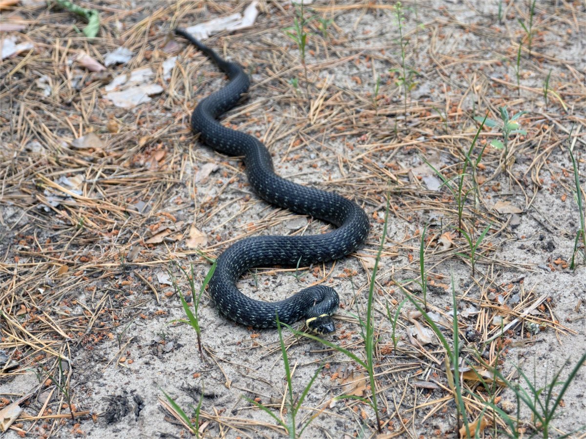 Уж медянка полоз