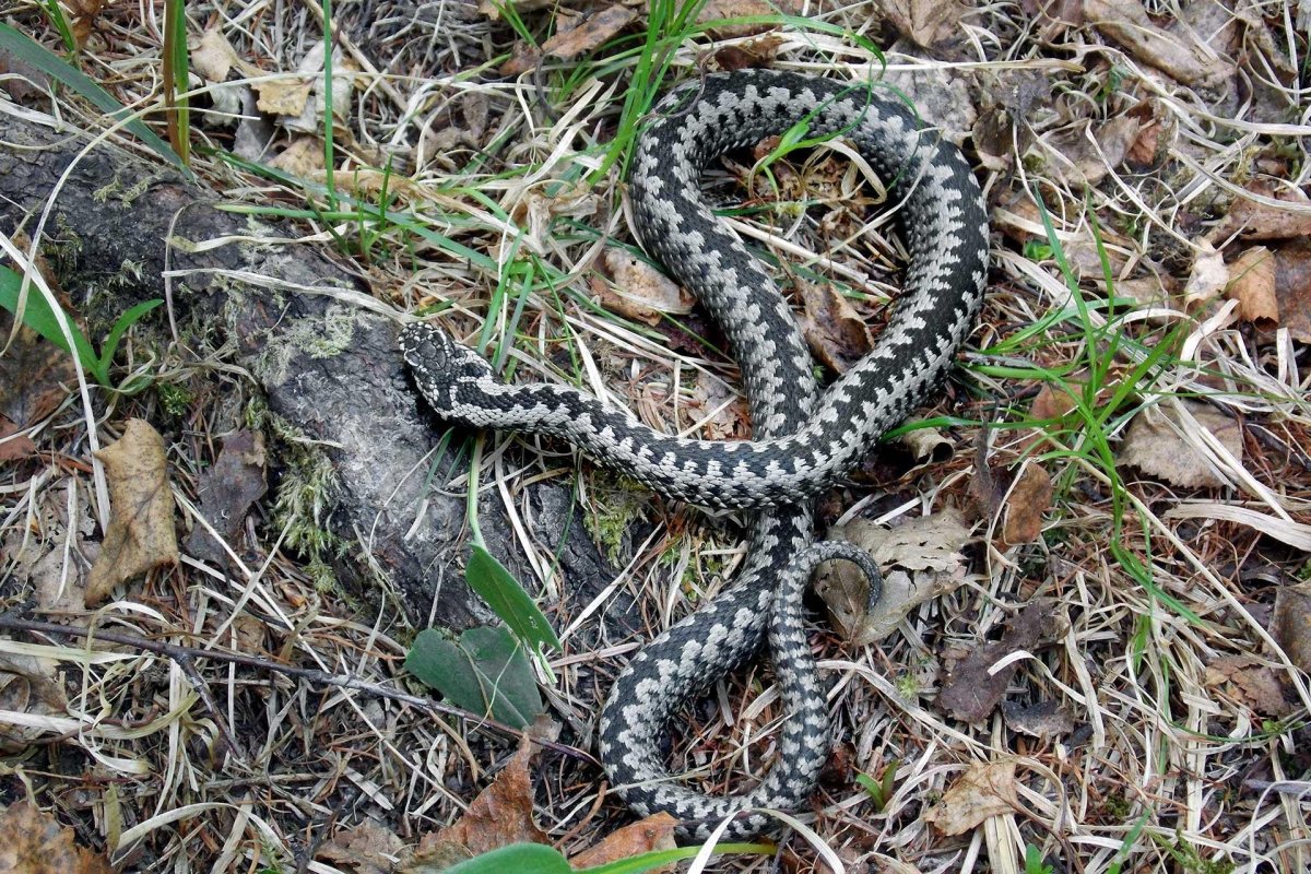Гадюка Сахалинская ( Vipera sachalinensis )