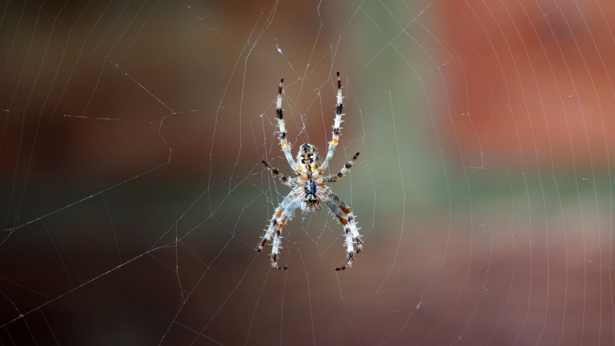 Южнорусский Тарантул крестовик