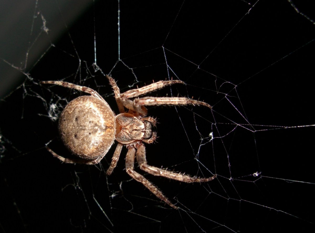 Паук ночной охотник паук ночной охотник