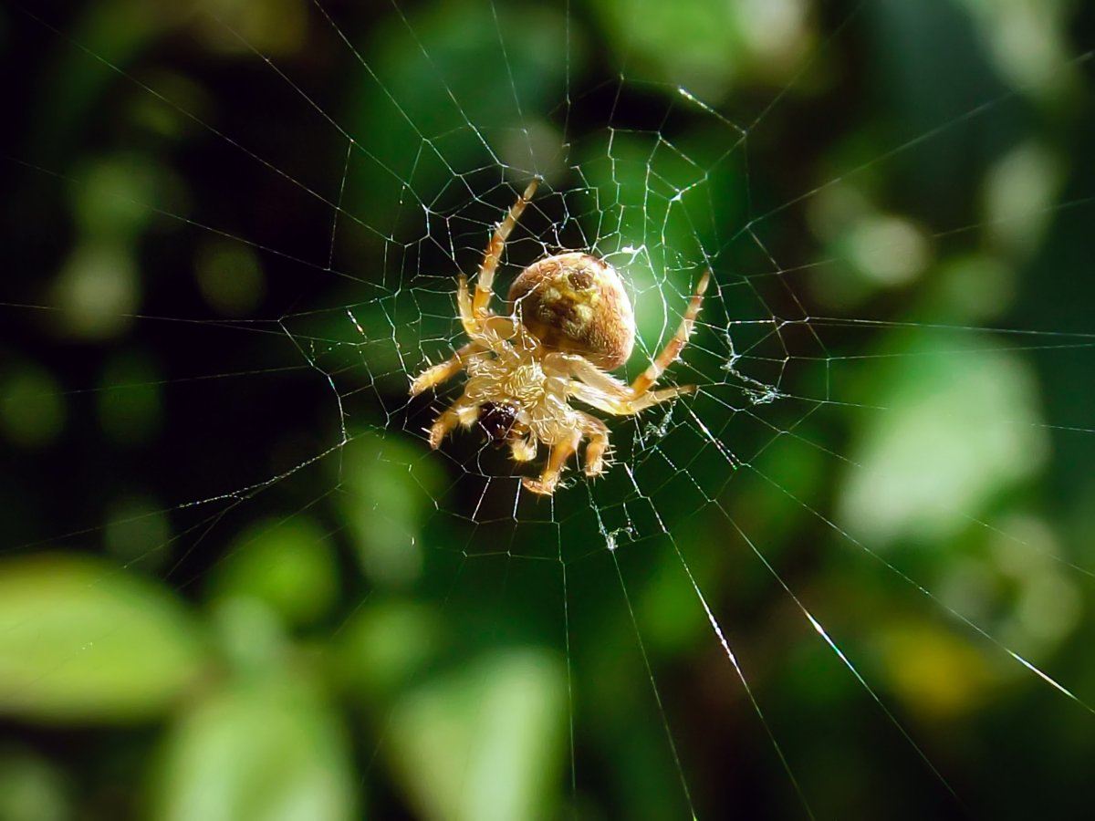 Паук крестовик Дальневосточный