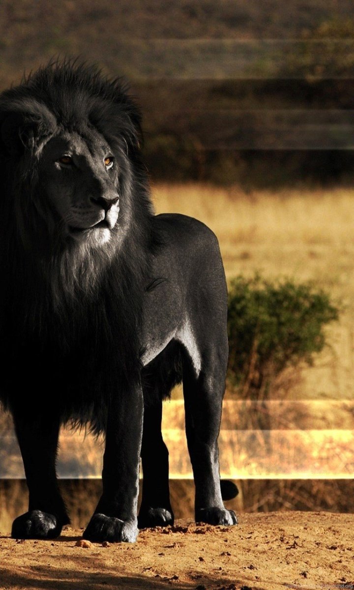 Львы меланисты