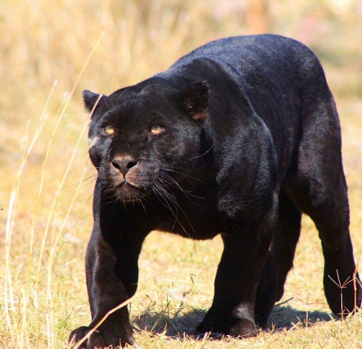 Ягуар меланист