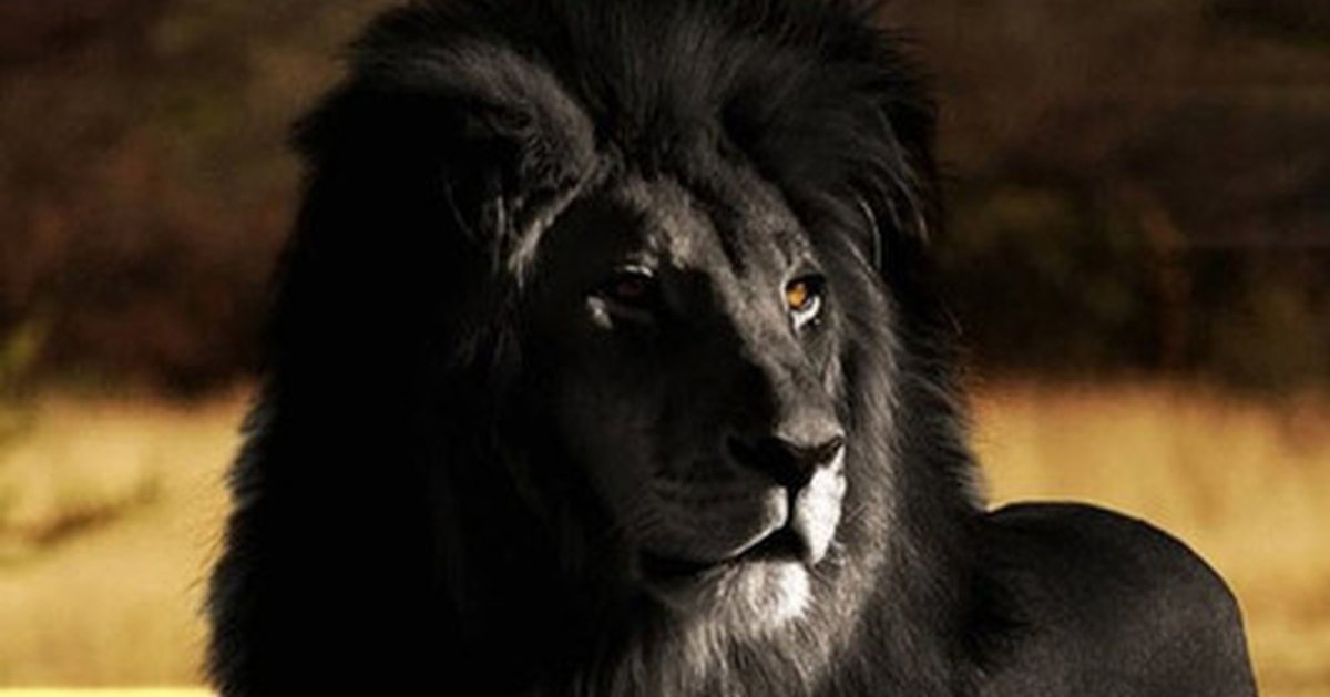 Фото чёрного Льва на рабочий стол