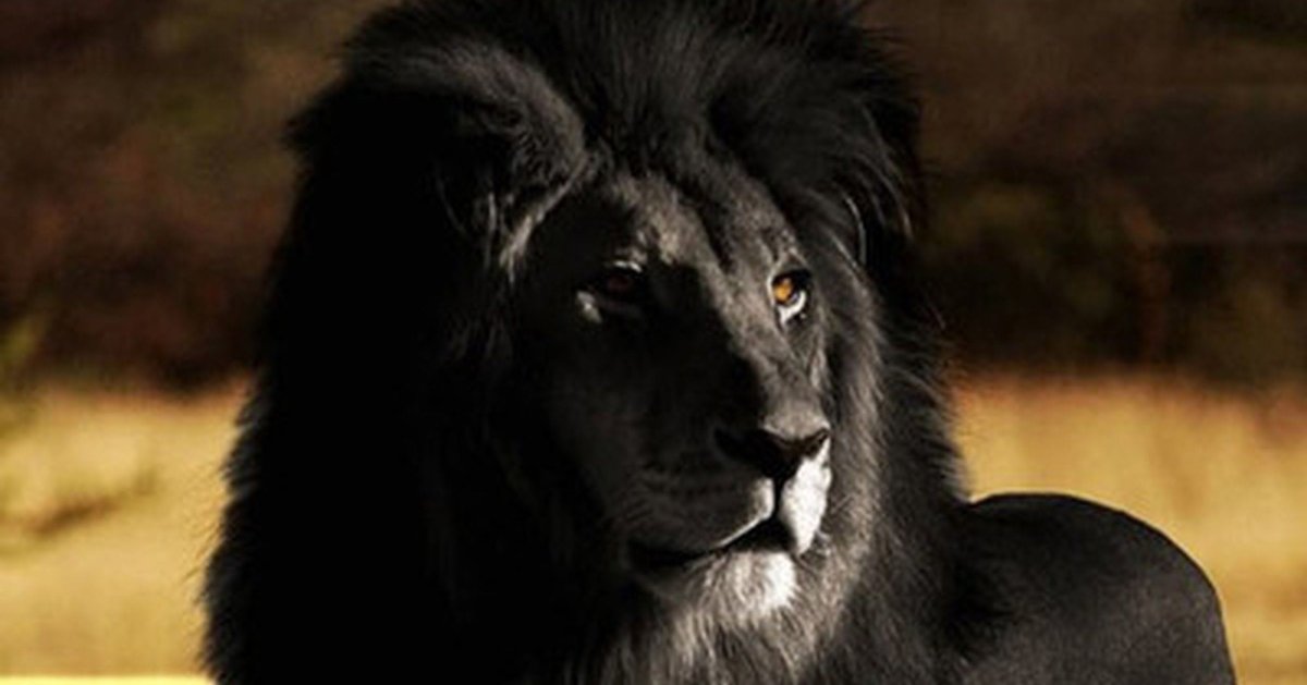 Фото чёрного Льва на рабочий стол