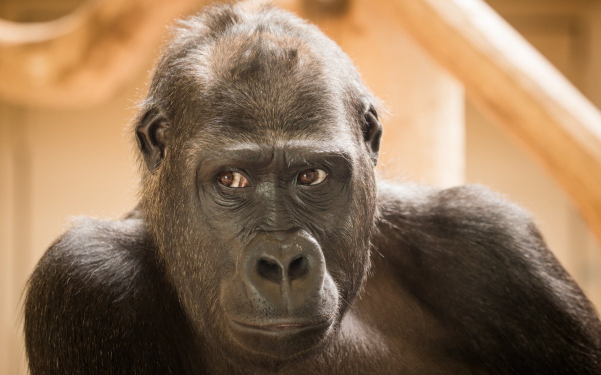 Умная обезьяна