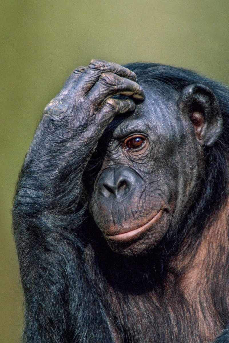 Задумчивый шимпанзе