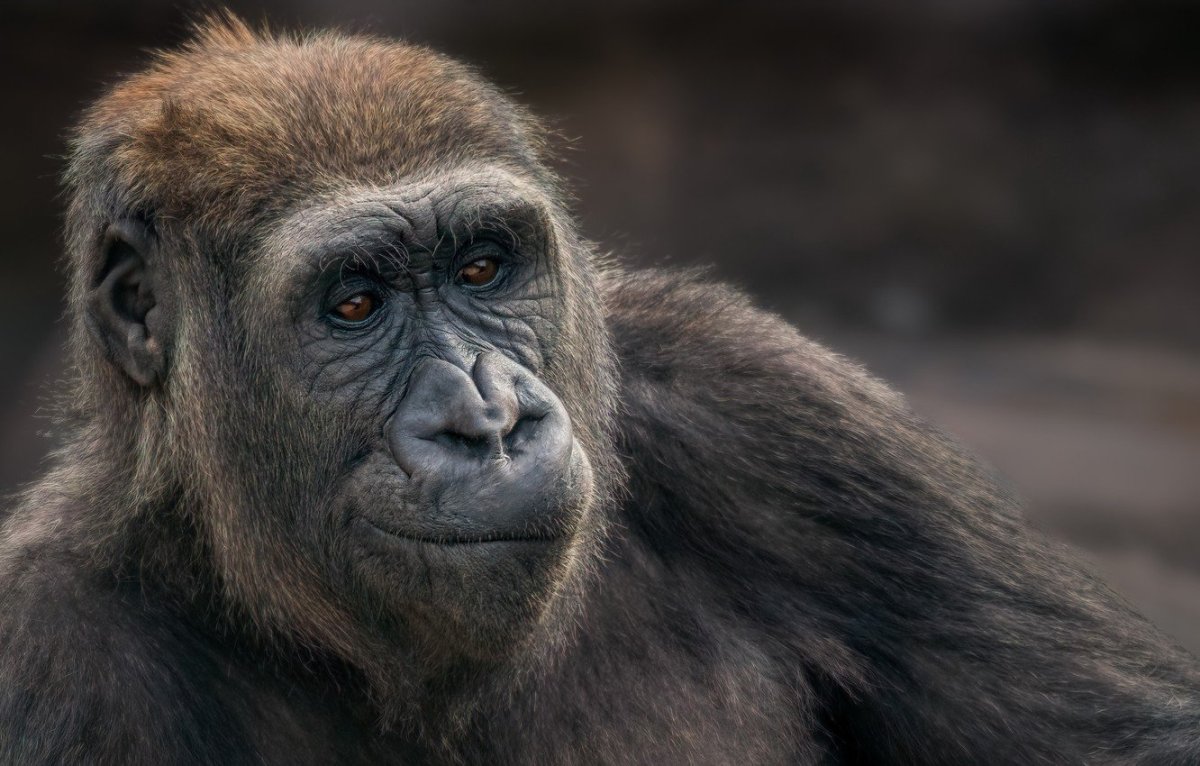 Задумчивое лицо обезьяны