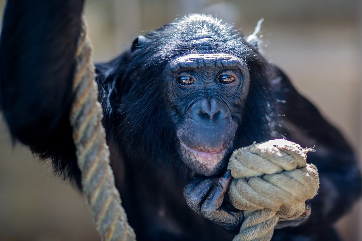 Фото задумчивой обезьяны