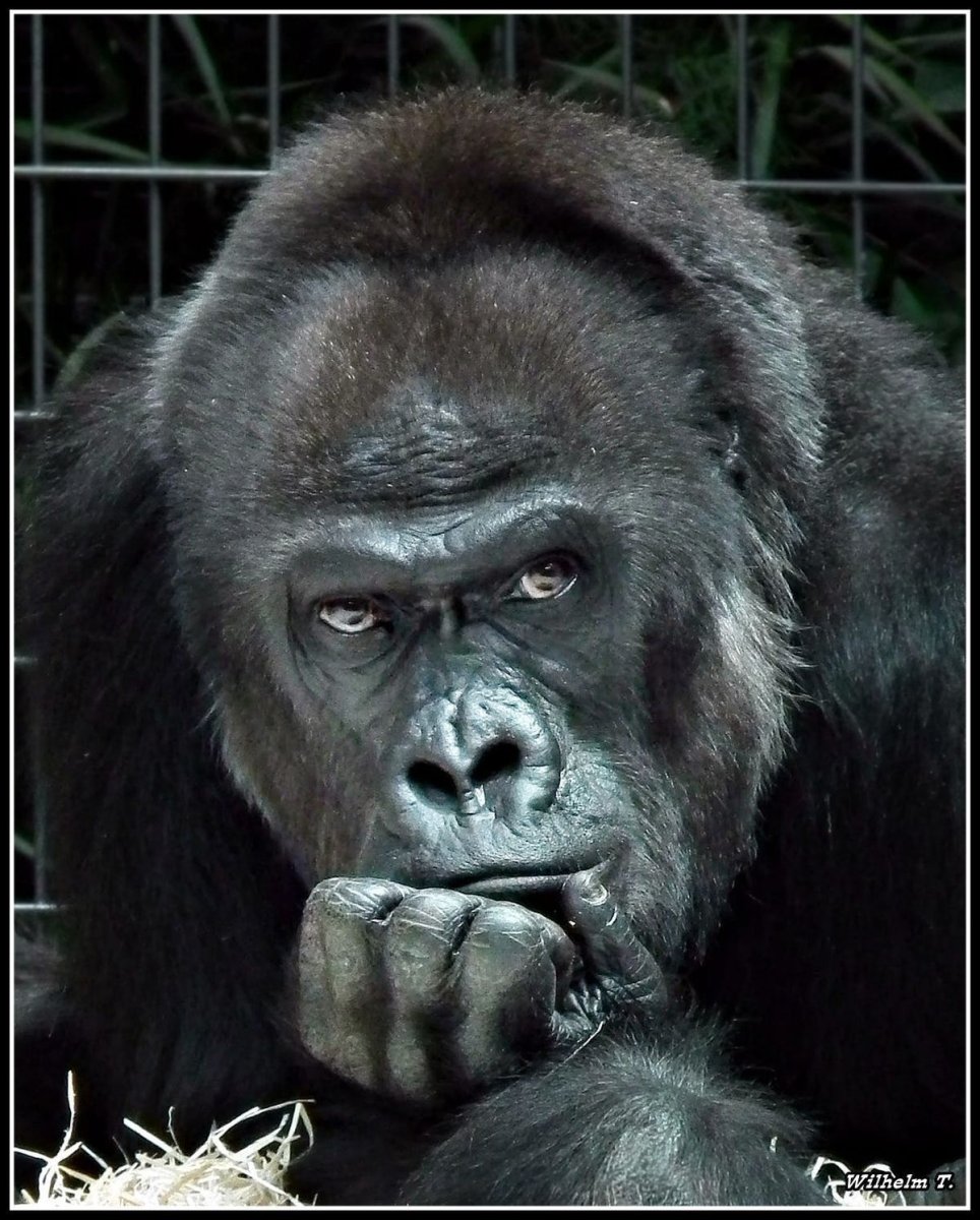 Обезьяна задумалась