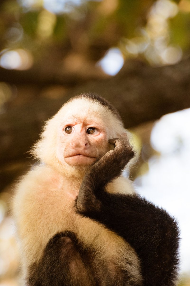 Белогрудый капуцин