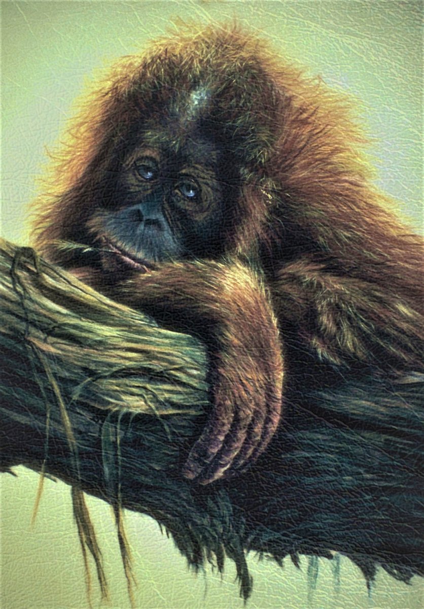 Задумчивая обезьяна картина