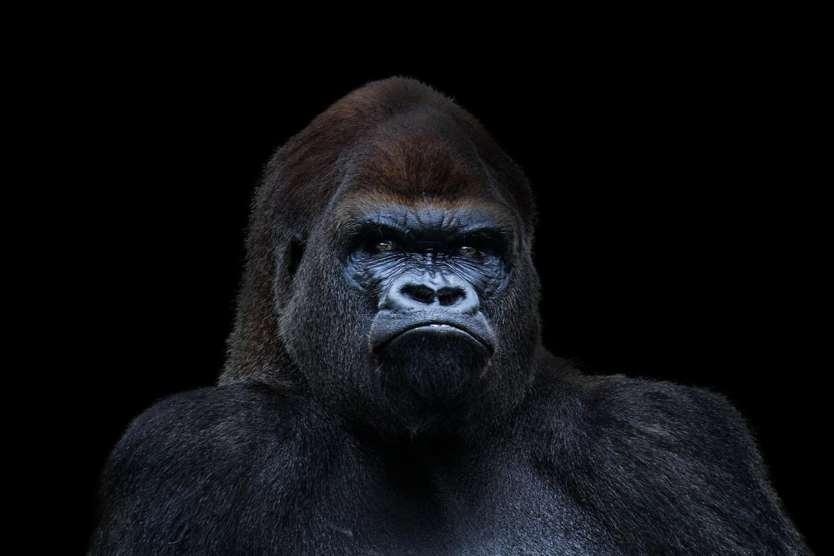 Черная горилла