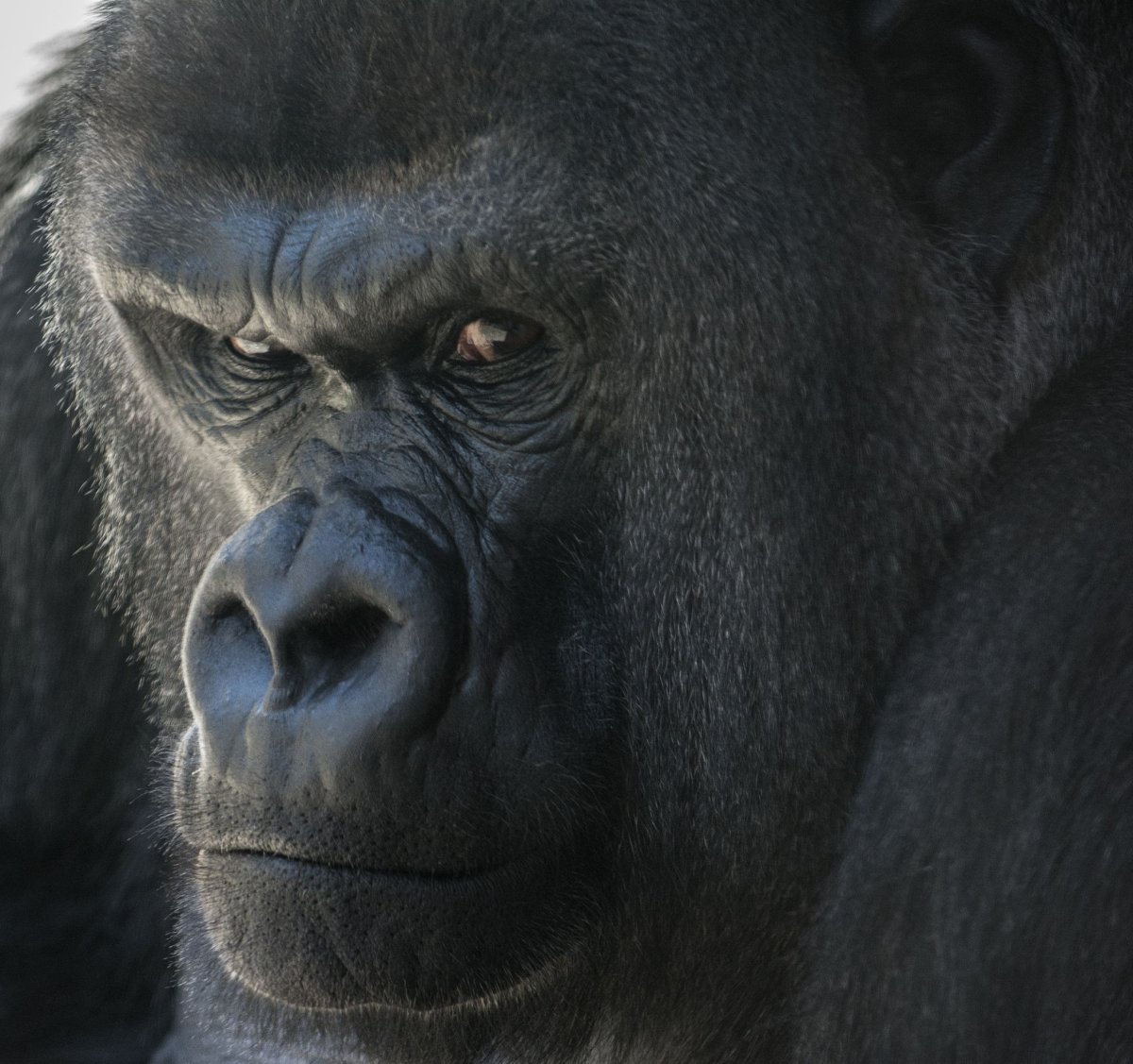 Злая горилла