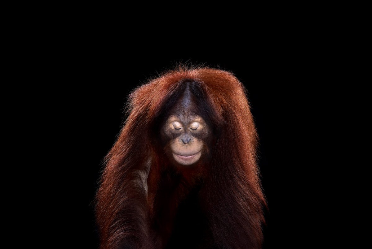 Обезьяна на черном фоне