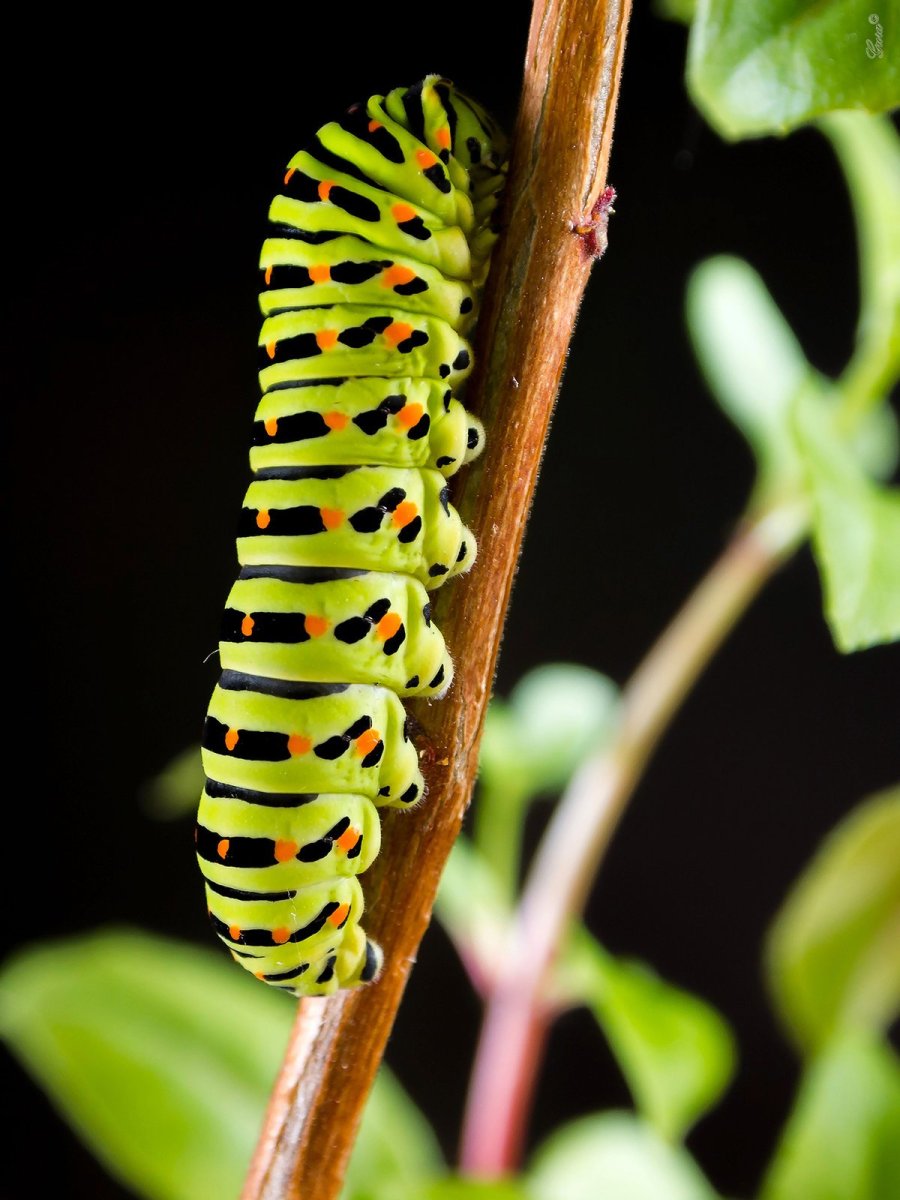 Гусеница бабочки Махаон