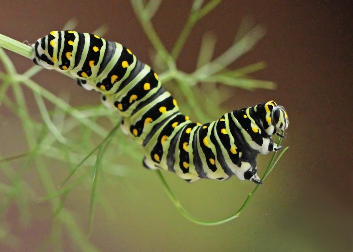 Гусеница УКРОПНИЦА