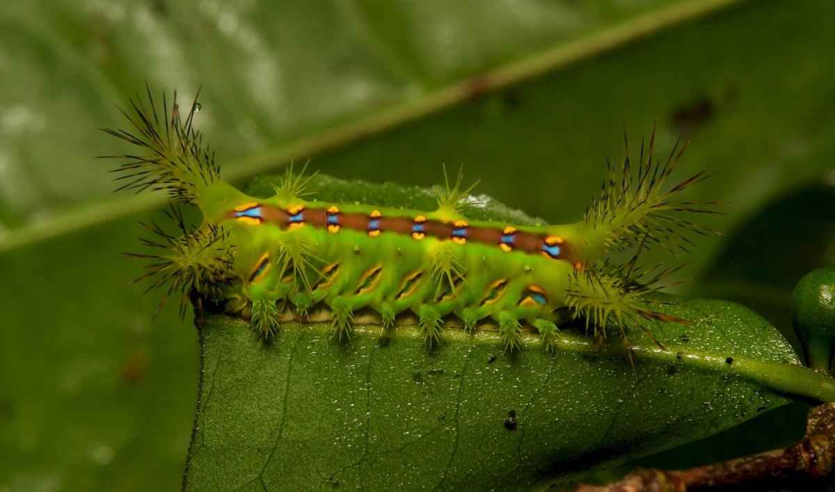 Гусеница жгучка Приморский край