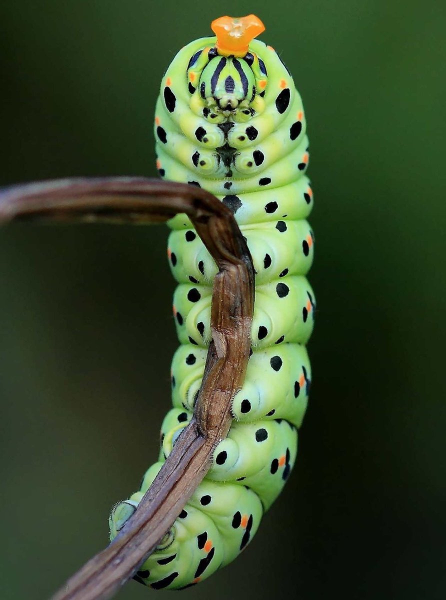 Гусиниц а бабочки Махаон