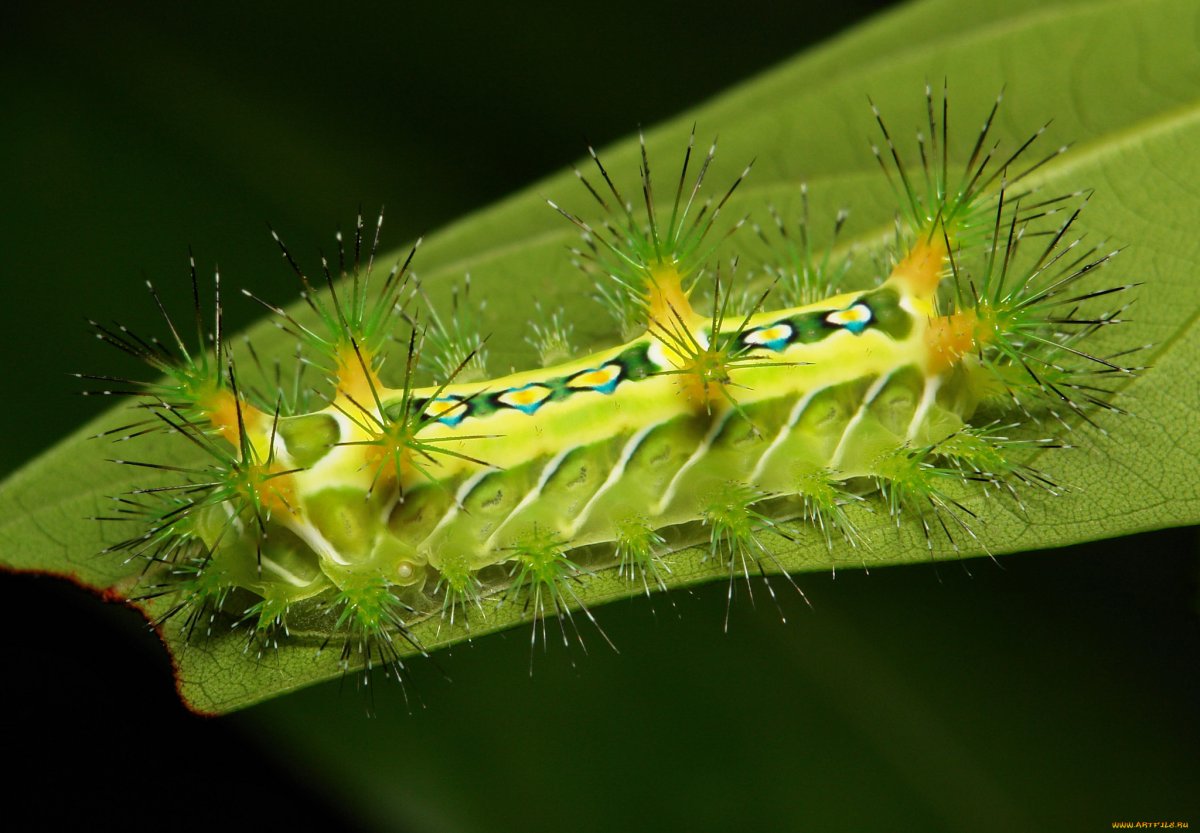 Гламурная гусеница