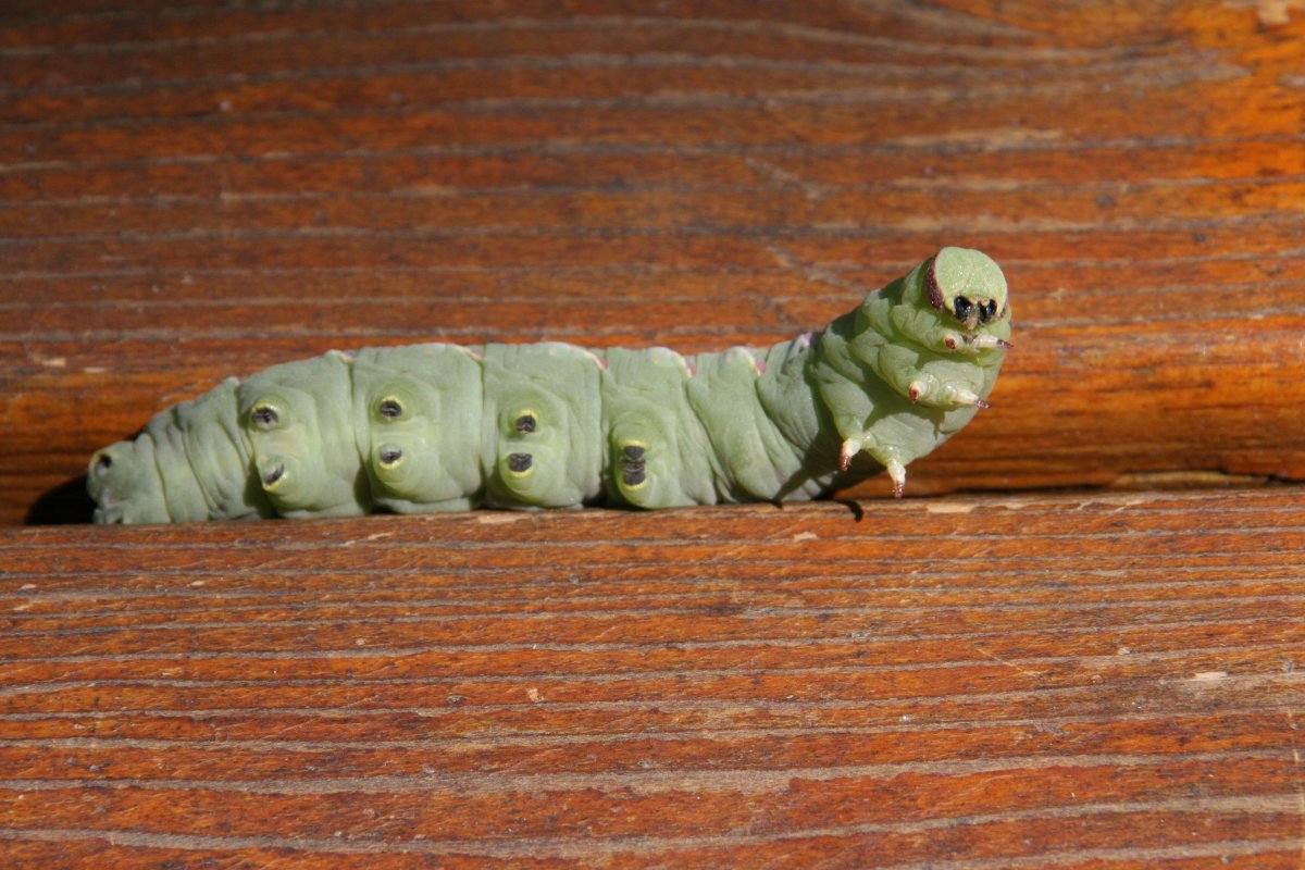 Хаймлих гусеница