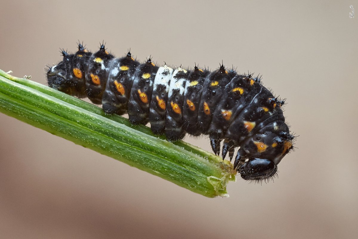 Махаон парусник гусеница