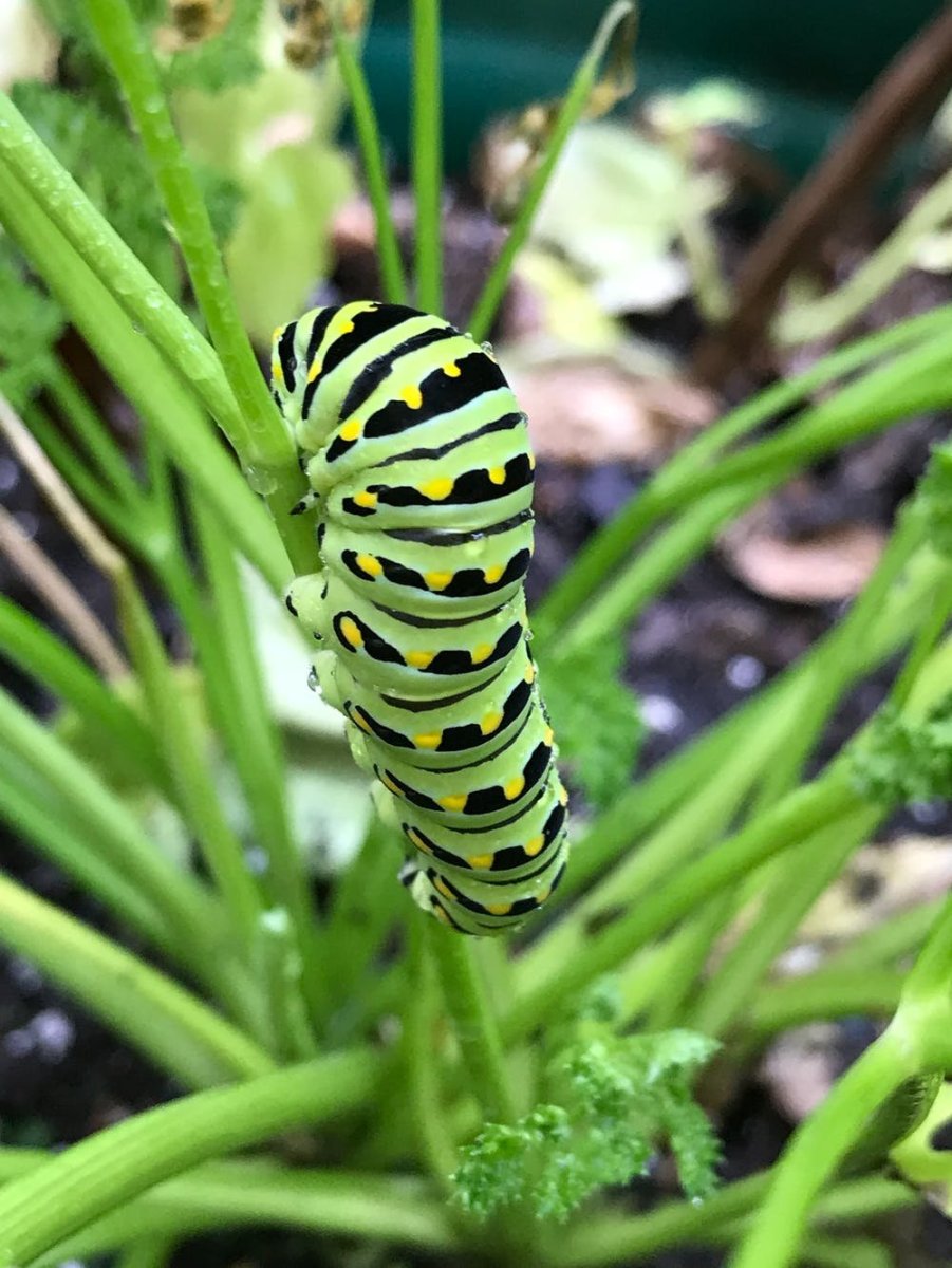 Махаон Маака гусеница