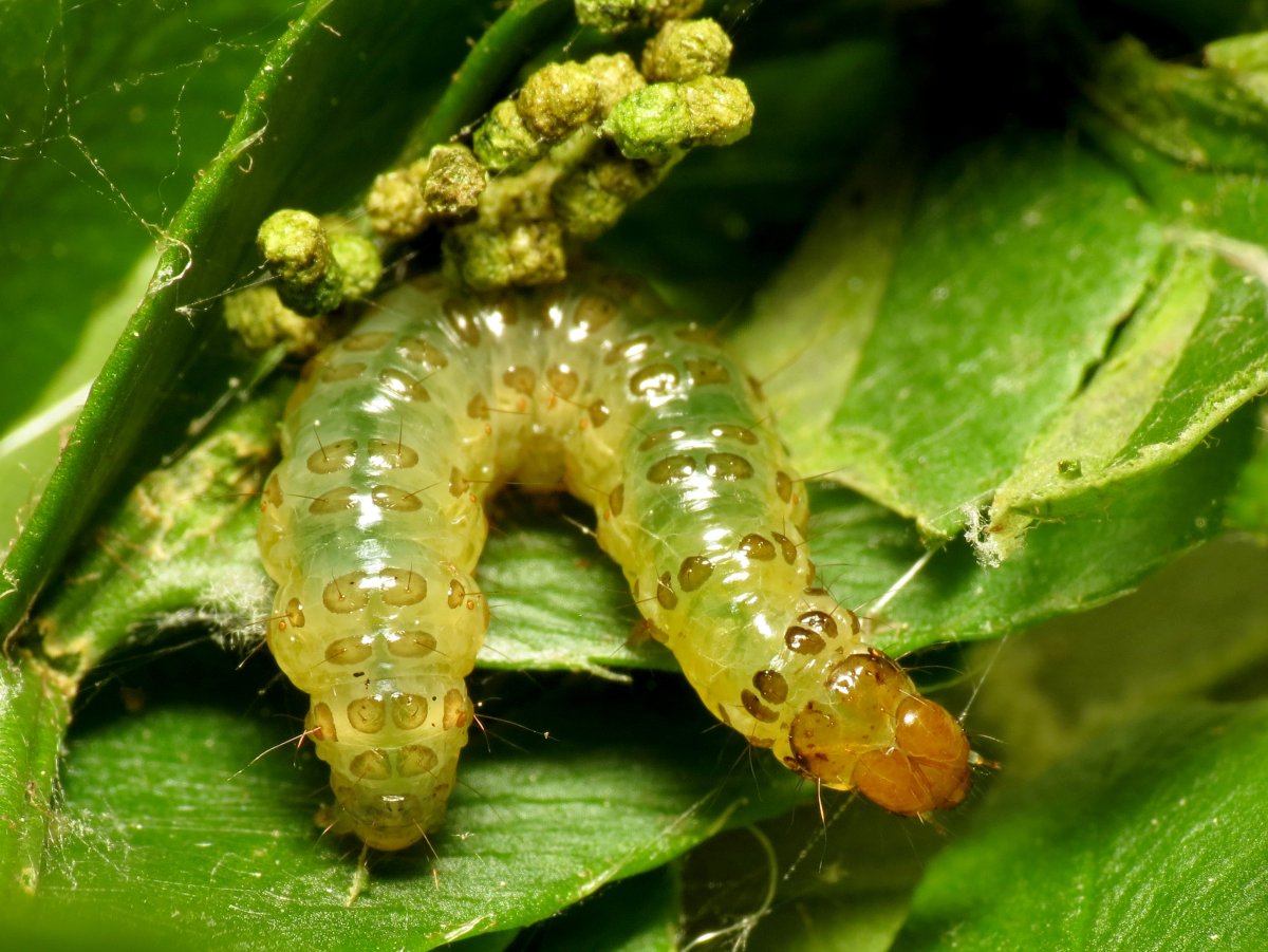 Листовёртка зелёная дубовая личинка