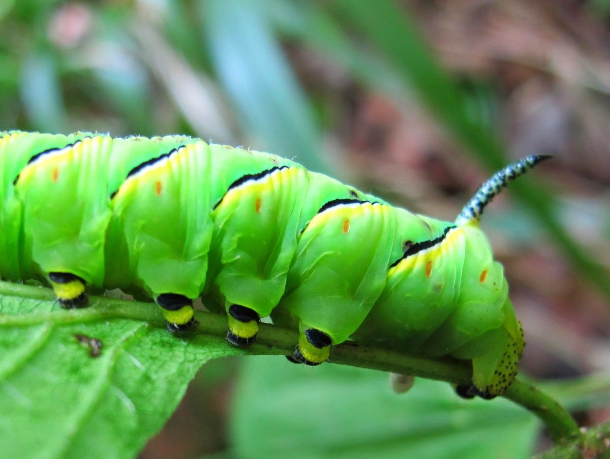 Гусеница укропной моли