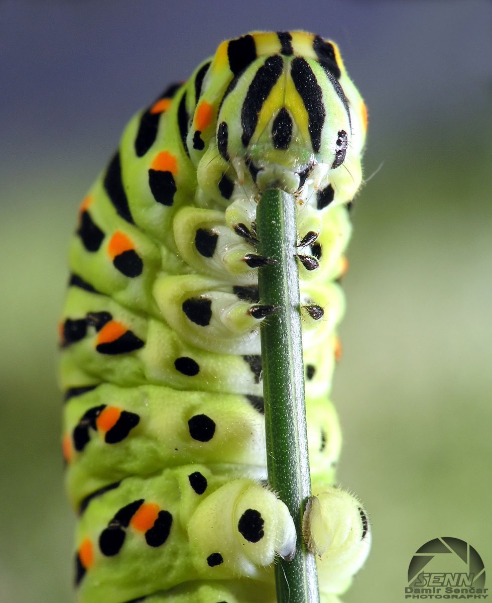 Гусеница УКРОПНИЦА