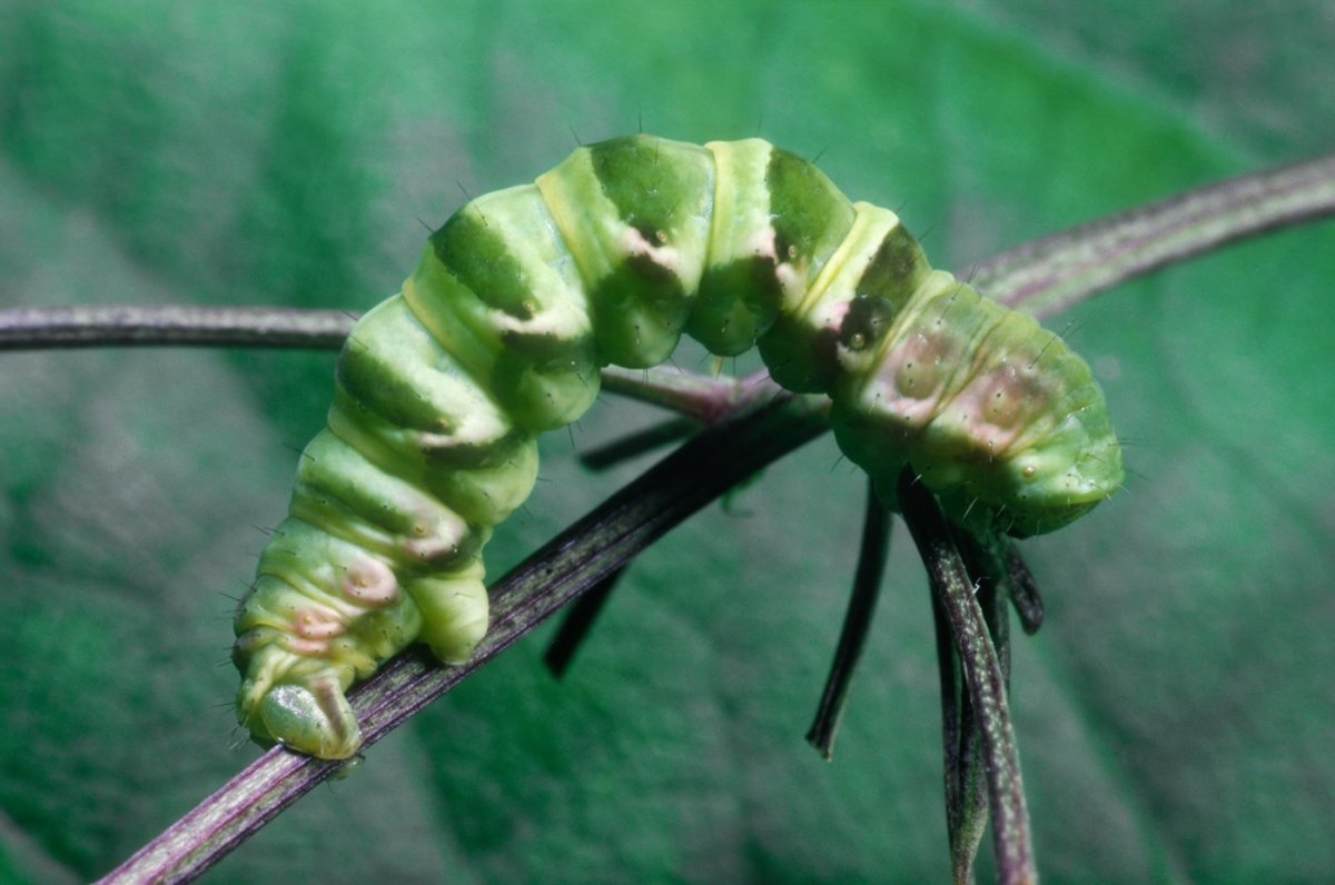 Бабочка Пяденица Уссурийская