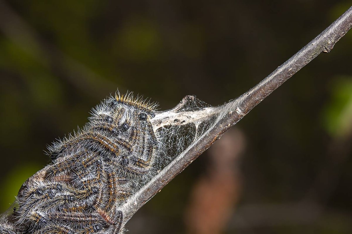 Боярышница обыкновенная гусеница