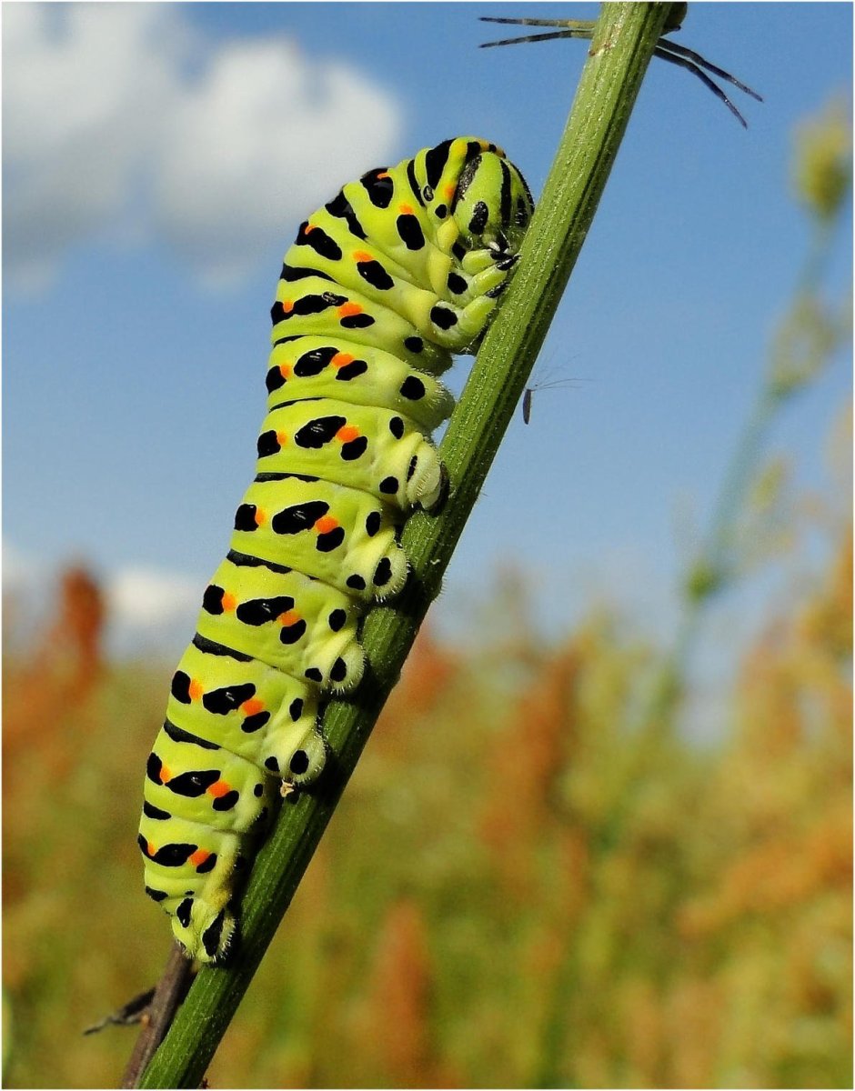 Гусеница бабочки Махаон