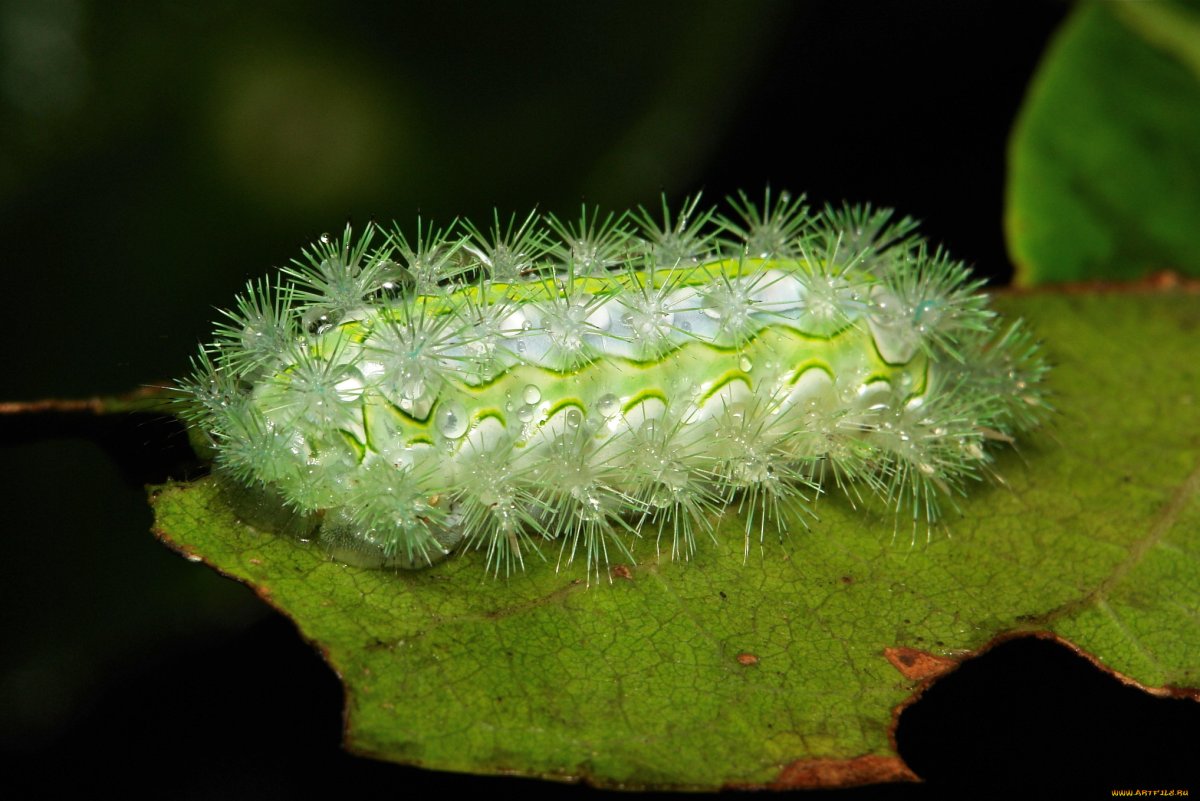 Limacodidae гусеницы