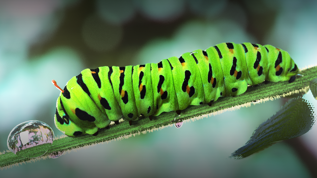 Swallowtail Caterpillar