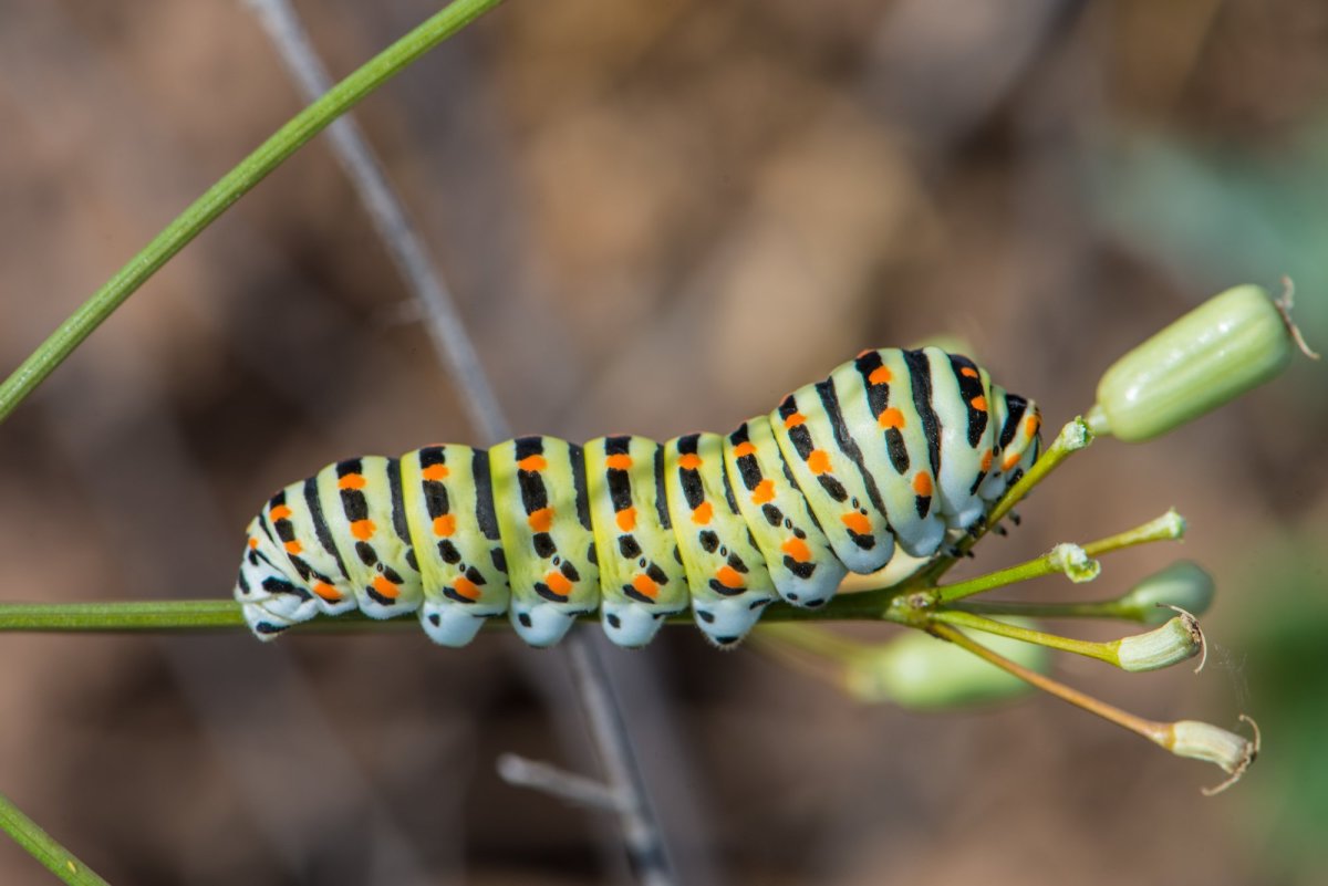 Подалирий гусеница