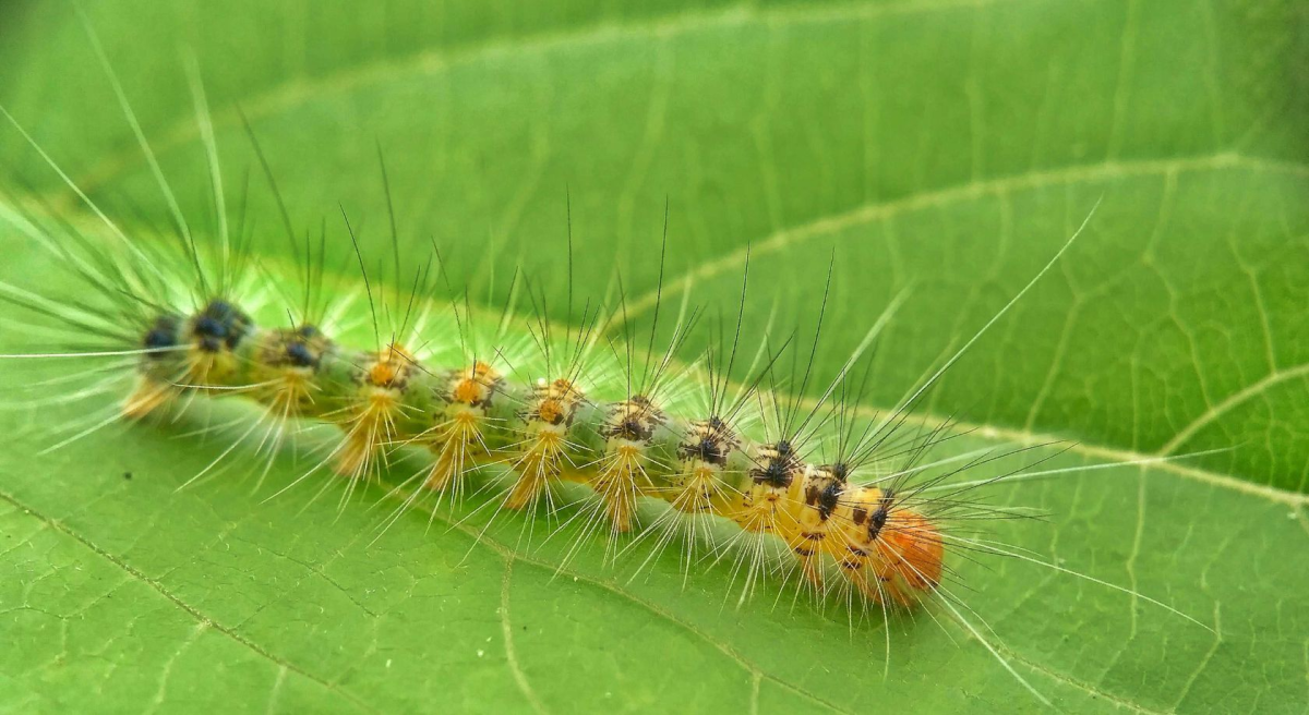 Atethmia ambusta гусеница