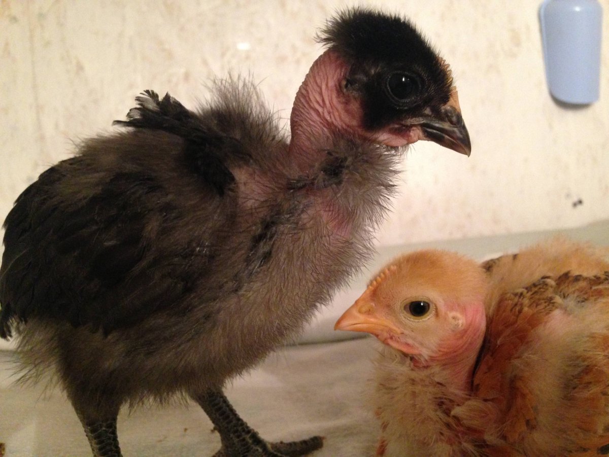 Куры испанка голошейка