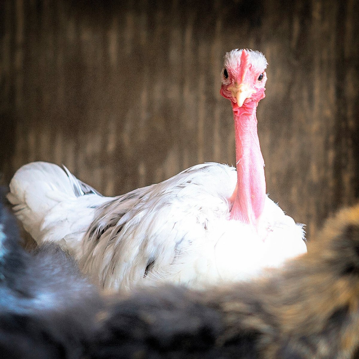 Куры испанка голошейка