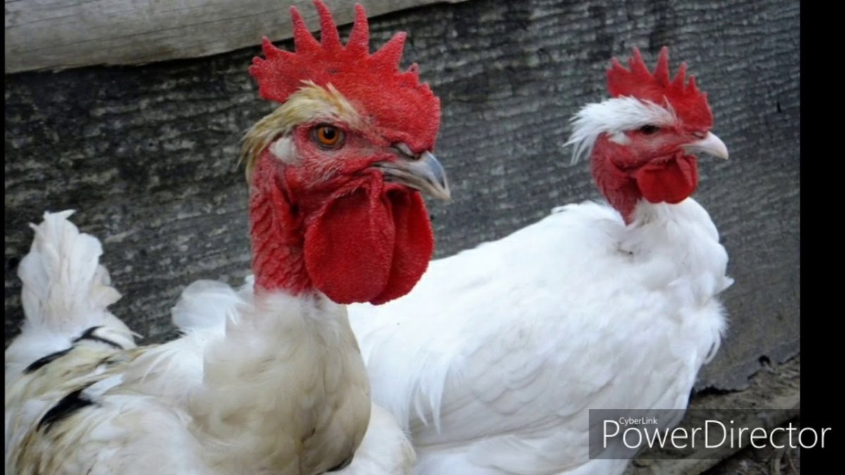 Испанка голошейка