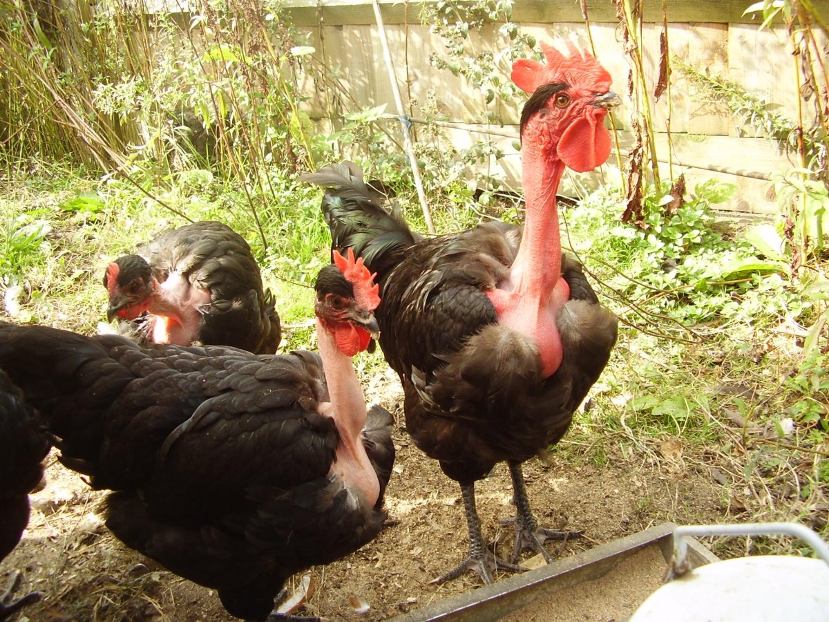 Испанка голошейка