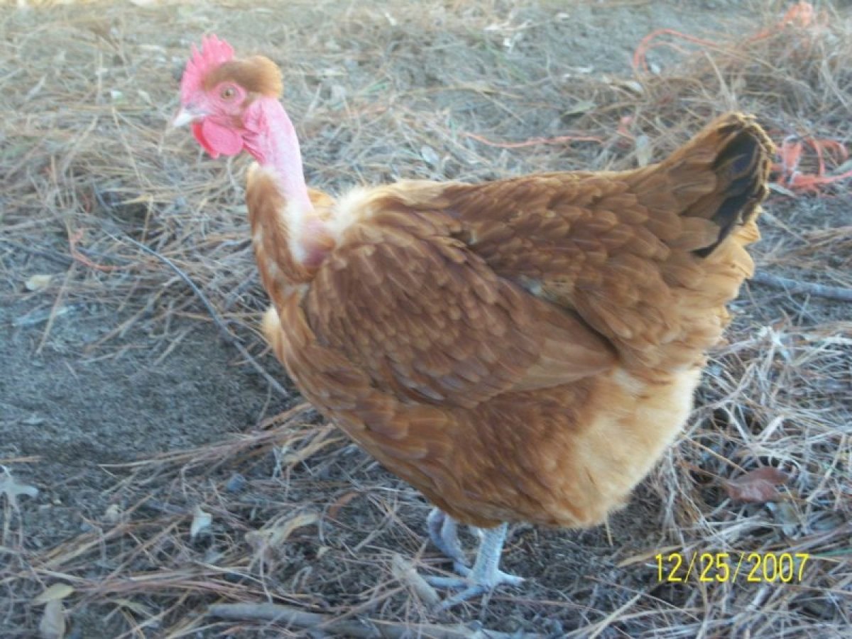 Куры Адлерская Голошейная