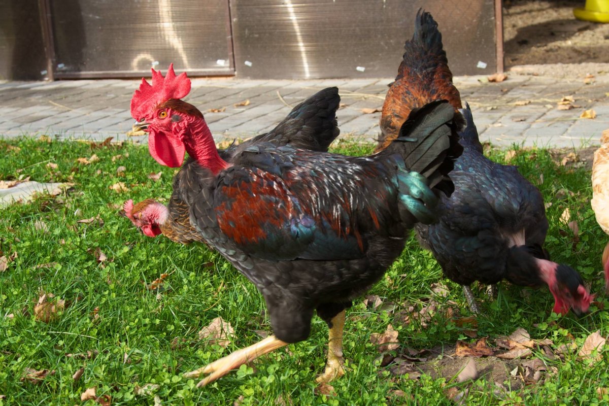 Красная голошейка куры Франция