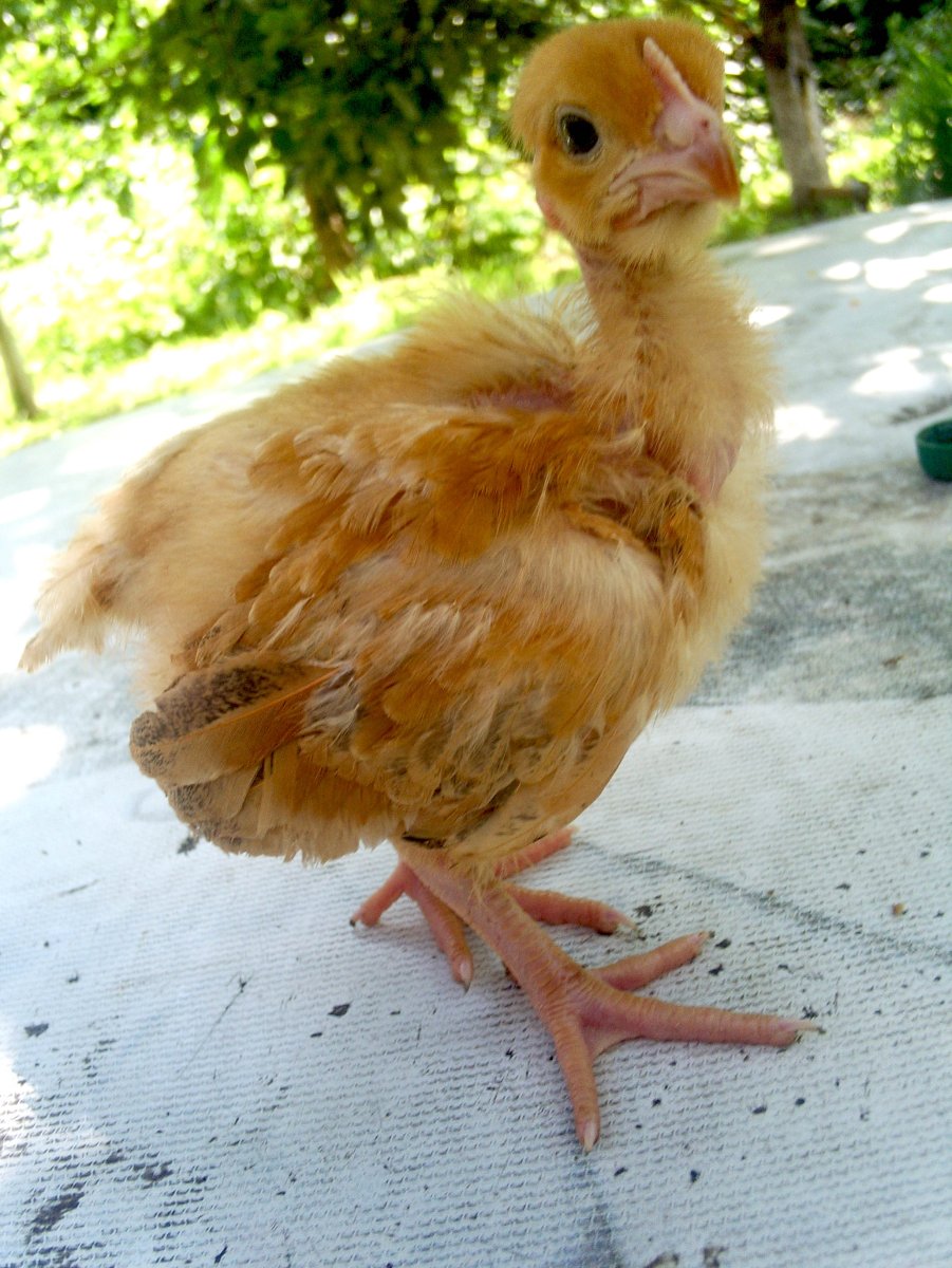 Куры испанка голошейка