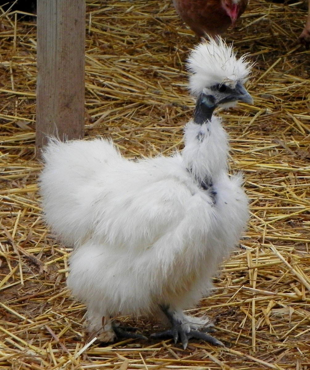 Куры породы голошейка