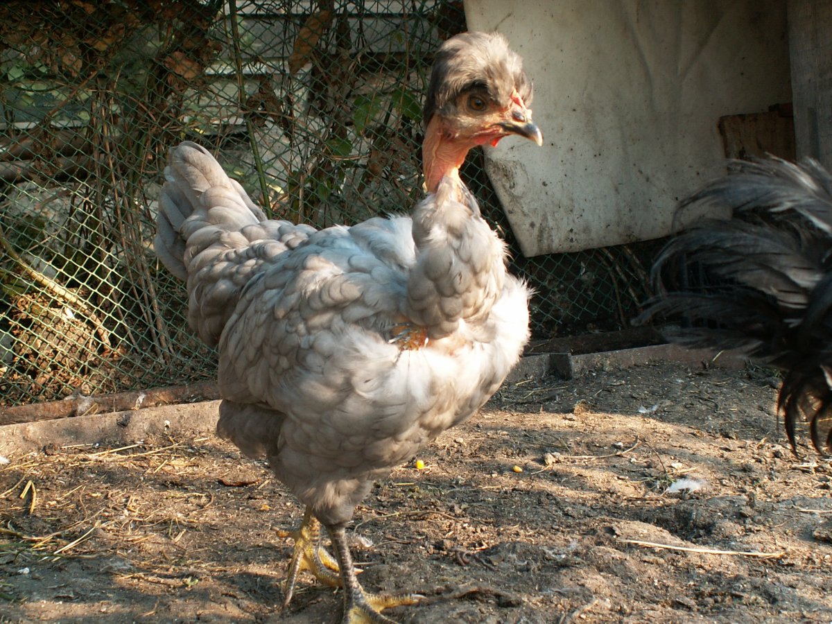 Куры испанка голошейка