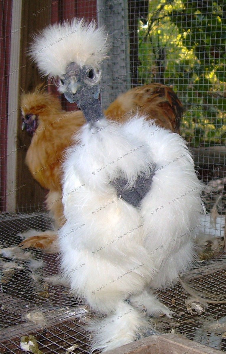 Куры голошейки