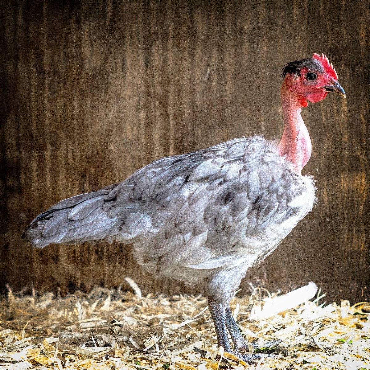 Куры испанка голошейка