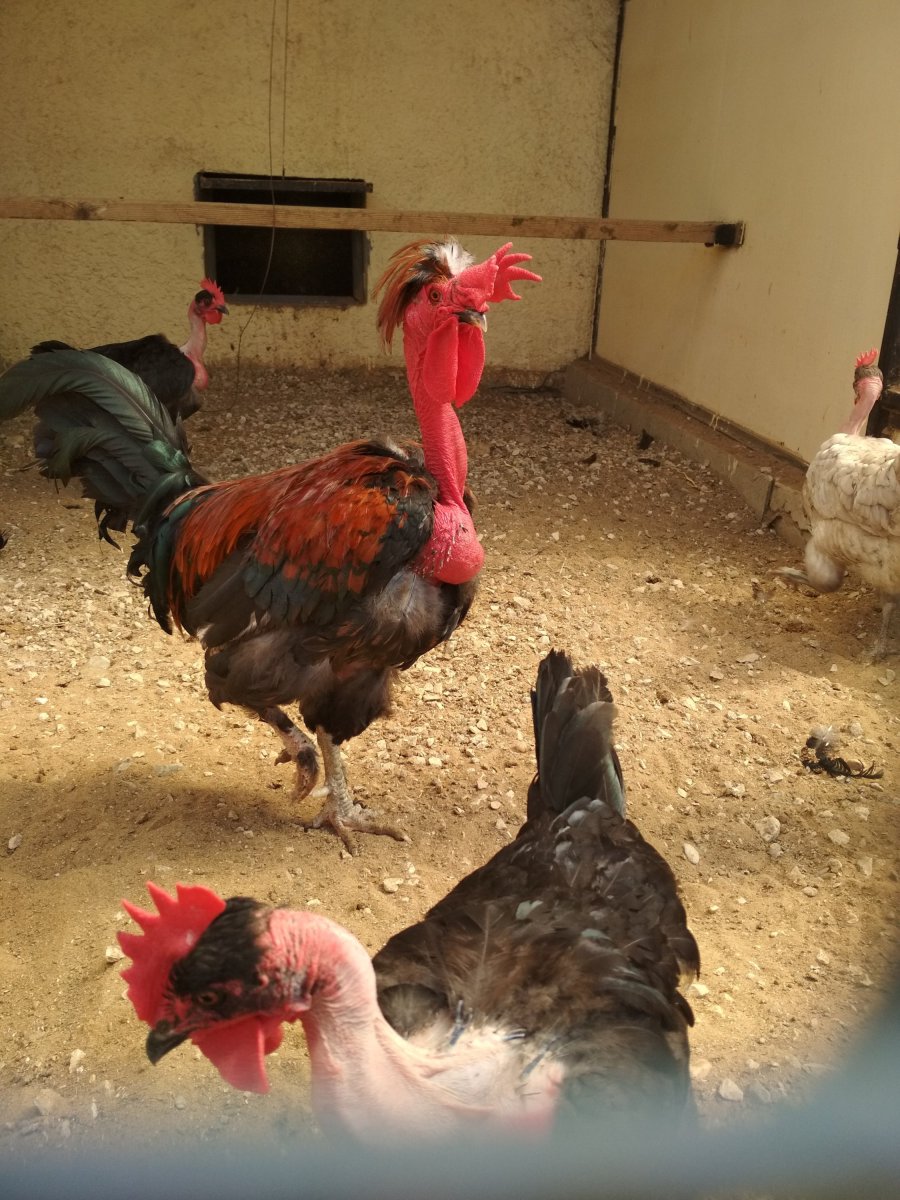 Брама голошейка