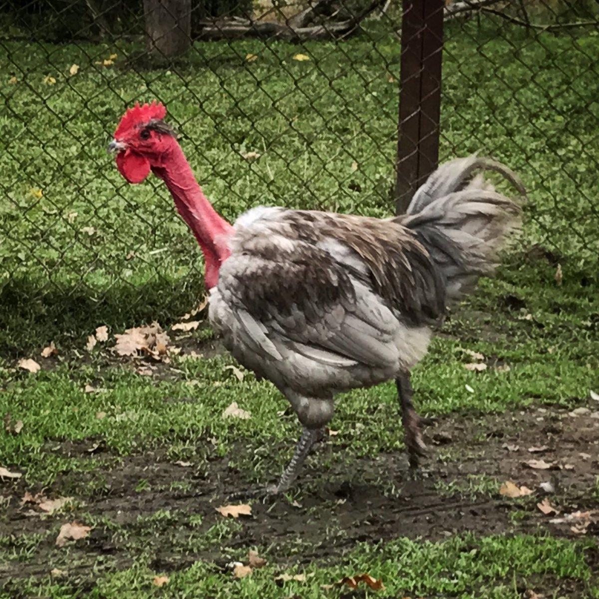 Куры породы голошейка